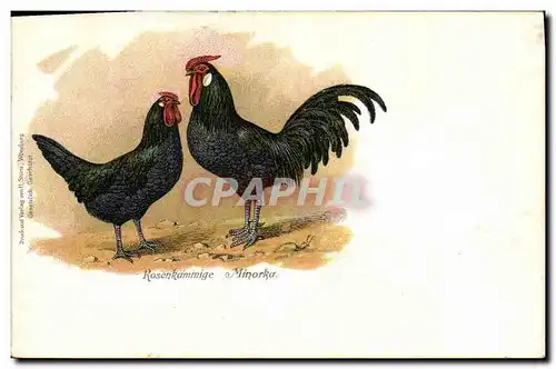 Cartes postales Coq Rosenkammige Minorka