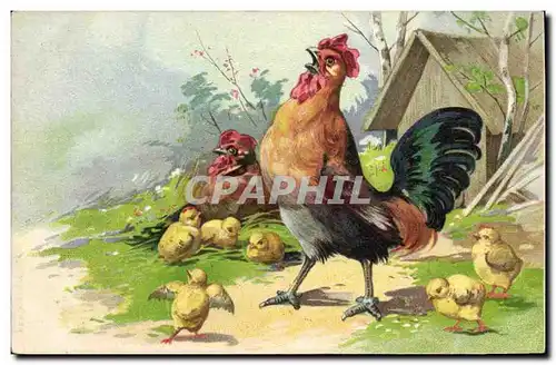 Cartes postales Coq Poussins