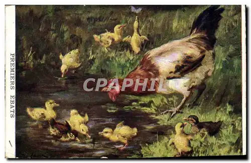 Cartes postales Poule Poussins Canards Canetons