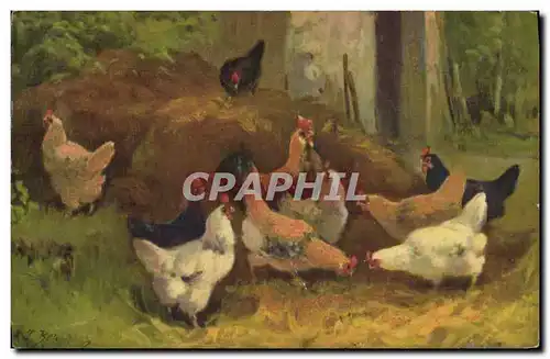 Cartes postales Coq Poule