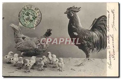 Cartes postales Coq Poule