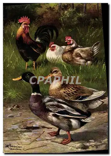 Cartes postales Coq Poule Canards