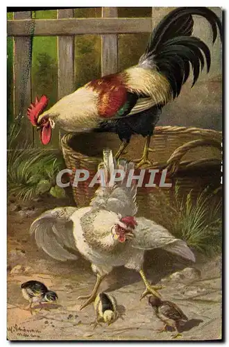 Cartes postales Coq Poule