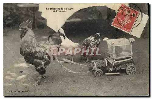 Cartes postales Coq Poule La promenade en auto et l&#39escorte