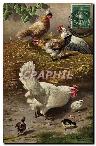 Cartes postales Coq Poule