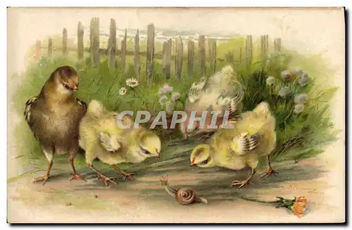 Cartes postales Escargot Poussins