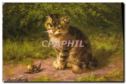 Cartes postales Escargot Chat Chaton