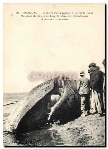 Cartes postales Peche Rorqual Monstre marin capture a Valras la Plage Baleine TOP