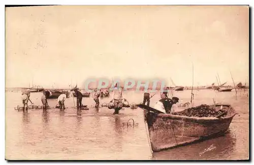 Cartes postales Peche des huitres