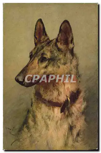 Cartes postales Chien Chiens Berger allemand