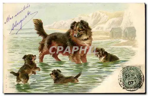 Cartes postales Chien Chiens