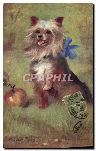 Cartes postales Chien Chiens Yorkshire Terrier