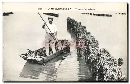 Cartes postales Peche La Mytiliculture Transport du naissain