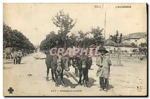 Cartes postales Folklore Auvergne Attelage