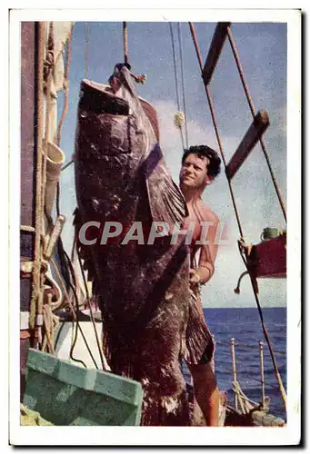 Cartes postales moderne Peche Mer Rouge Loche de 150 kilogs