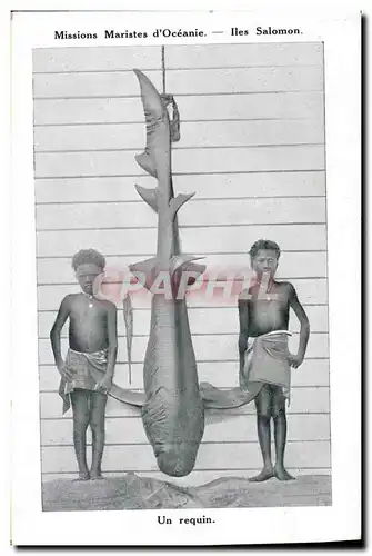 Cartes postales Peche Missions Maristes d&#39Oceanie Iles Salomon Un requin