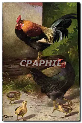 Ansichtskarte AK Coq Poule