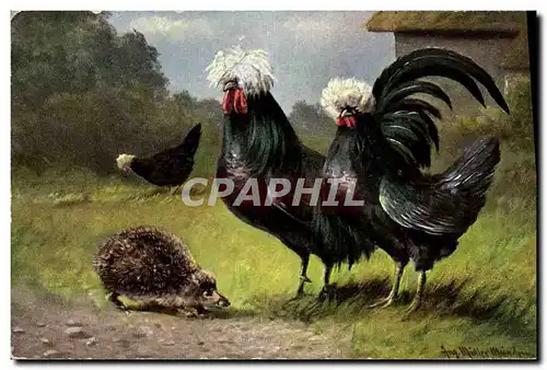 Cartes postales Coq Poule Herisson