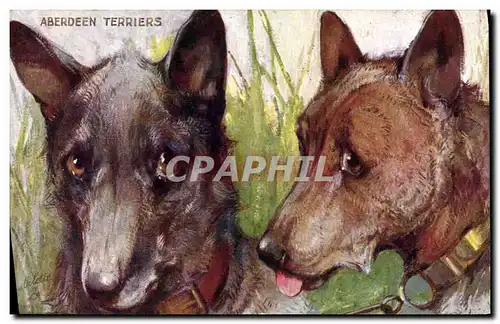 Cartes postales Chien Chiens Chiot The Aberdeen terrier