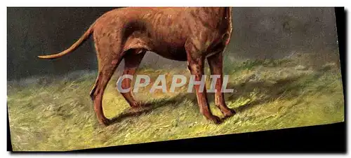 Cartes postales Chien Chiens Chiot