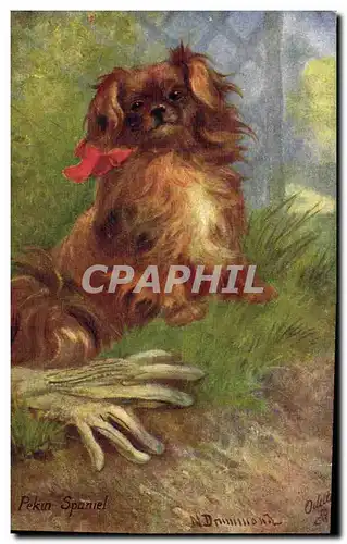 Ansichtskarte AK Chien Chiens Chiot Pekin spaniel