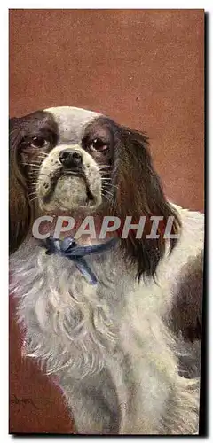 Cartes postales Chien Chiens Chiot