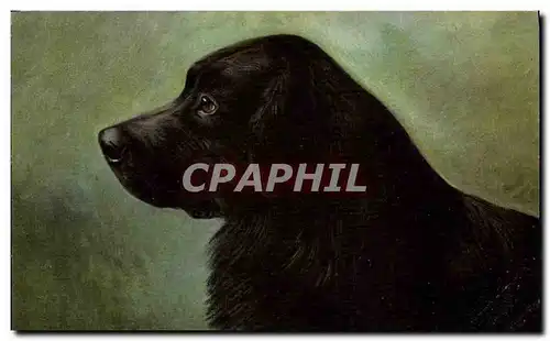 Cartes postales Chien Chiens Chiot