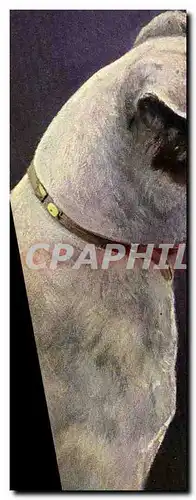 Cartes postales Chien Chiens Chiot