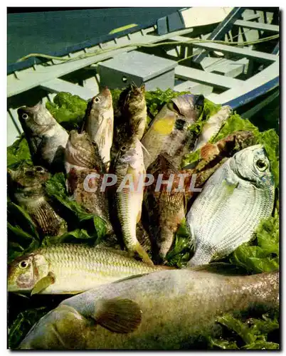 Cartes postales moderne Les poissons et la recette de la vraie Bouillabaisse