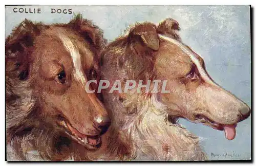 Ansichtskarte AK Chien Chiens Chiot Collie Dogs