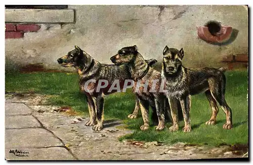 Cartes postales Chien Chiens Chiot