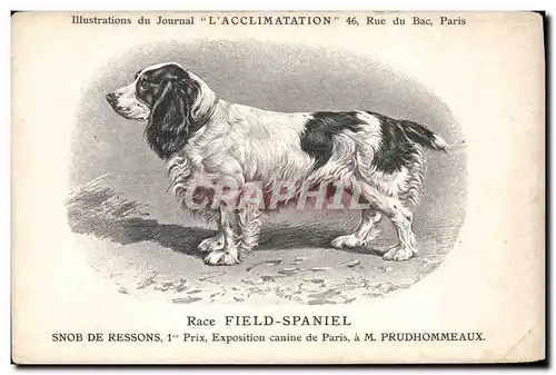 Ansichtskarte AK Chien Chiens Chiot Race Field Spaniel Snob de Ressons 1er Prix Exposition canine de Paris Prudho