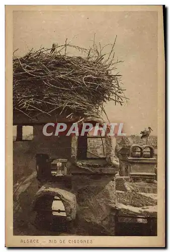 Cartes postales Folklore Alsace Nid de cigognes