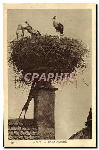 Cartes postales Folklore Alsace Nid de cigognes