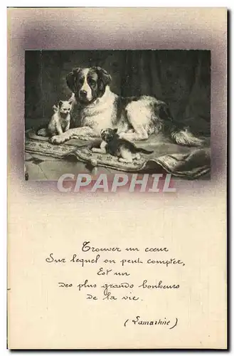 Cartes postales Chien Chients Chiot Chat