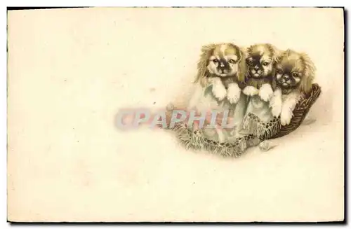 Cartes postales Chien Chients Chiot