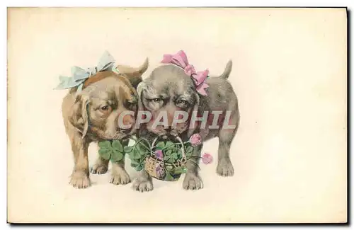 Cartes postales Chien Chients Chiot