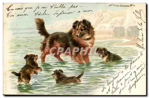 Cartes postales Chien Chients Chiot