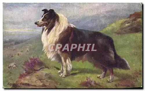 Cartes postales Chien Chients Chiot The Scotch Collie