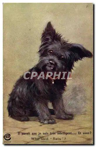 Cartes postales Chien Chients Chiot
