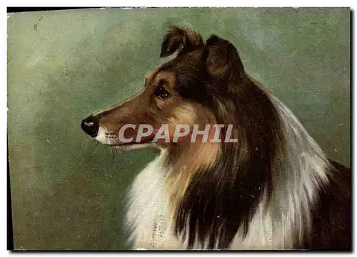 Cartes postales Chien Chients Chiot