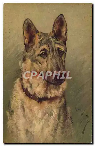 Cartes postales Chien Chients Chiot