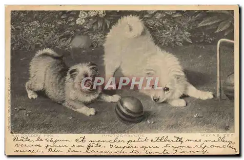 Cartes postales Chien Chients Chiot