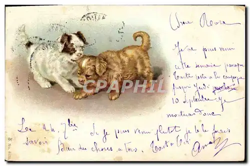 Cartes postales Chien Chients Chiot