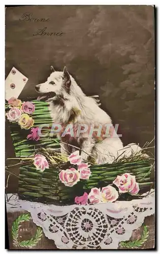 Cartes postales Chien Chiens Chiot