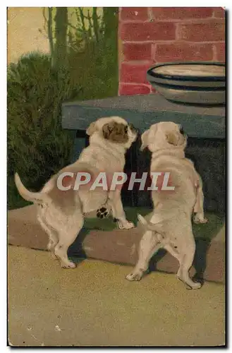 Cartes postales Chien Chiens Chiot