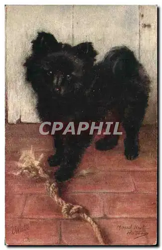 Cartes postales Chien Chiens Chiot Pomeranian Puppy