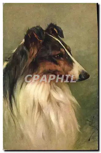 Cartes postales Chien Chiens Chiot