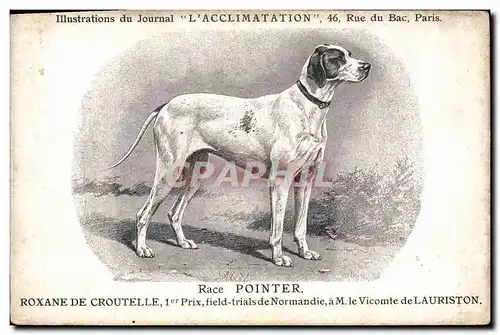 Ansichtskarte AK Chien Chiens Chiot Race Pointer Roxane de Croutelle 1er prix field Trials de Normandie M le Vico