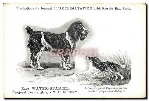 Ansichtskarte AK Chien Chiens Chiot Race Water Spaniel Epagneul d&#39eau anglais Fleury